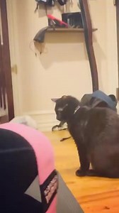 1.5K views | We love our workout buddies!  Having a workout buddy...