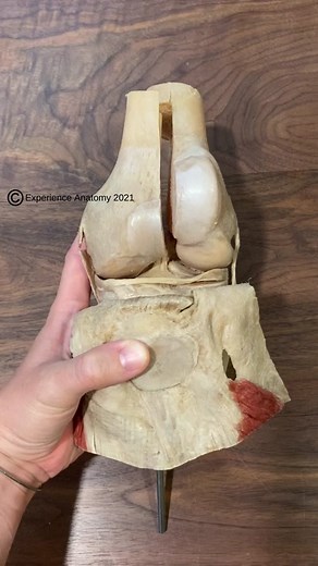 The four main ligaments in the knee connect the femur (thighbone) to the tibia (shin bone) #anatomy