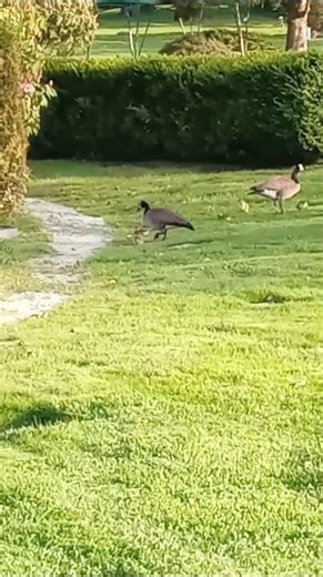 Canada Geese Parents & Goslings, Part 17