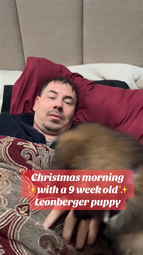 Veggies and Love on Instagram: "#christmas #morning #leonberger #puppy #love ♥️"