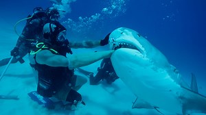 When is Shark Week 2025 on the Discovery Channel? How to watch