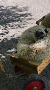 111K views · 7.7K reactions | One man dog in a one man parade? ❤️ | James Taylor | Facebook