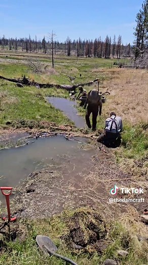 Beavers Restore Floodplains: How Dams Reconnect Streams
