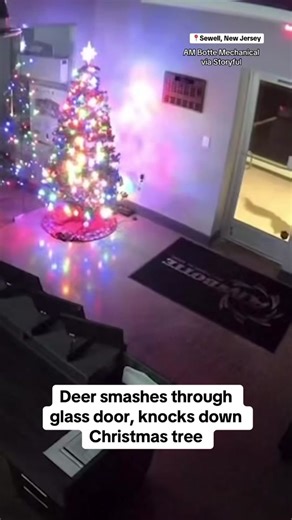 Deer Crashes into New Jersey Business During Christmas Season