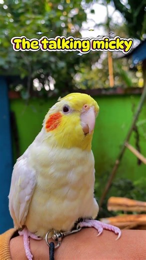 Talking micky vs singer micky