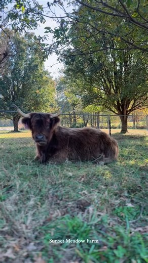 369 reactions | This time change has completely thrown off my sleep schedule. I’m trying my best to adjust, but my body just isn’t getting the memo. I either find myself wide awake when I should be sleeping or struggling to get out of bed when the alarm goes off. It’s funny how just an hour can make such a big difference, but it really does. I know my routine will even out soon, but for now, I’m just running on coffee and determination. | Sunset Meadow Farm | Facebook