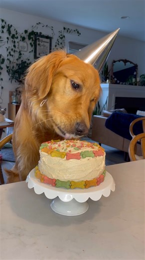 11K views · 53 reactions | This easy Homemade Dog Cake will have your...
