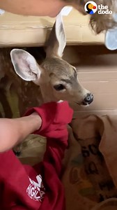 Couple saves a baby deer and gives him the softest little bed for the night 💛 | The Dodo