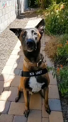 One of the first videos #UnsealTheMeal #OscarsAtHome #beethoven #k9beethoven #malinois #dog #k9 #dogsofinstagram #belgianmalinois #dogs #malinoislovers #malinoisofinstagram #puppy #maligator #belgianshepherd #instadog #workingdog #gsd #instamalinois #doglover #germanshepherd #malinoislove #malinoislife #dogoftheday #security #police #sheriff #k9unit #thinblueline #photooftheday #k9handler