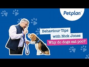 Petplan: Behaviour Tips - Why Dogs Eat Poo and How to Prevent it