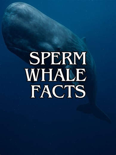 Amazing Sperm Whale Facts You Didn't Know