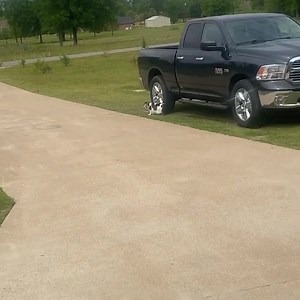 28K views · 56 shares | We are a proud dealer of the @hornblasters Feline Whisperer model...in case anyone is in need of a good cat roundup  #hornblasters #boggeraydo #hitemwiththehorns #gotem #triplexlife | Triple-X Motorsports & Outdoors - RekjavicXXX | Facebook