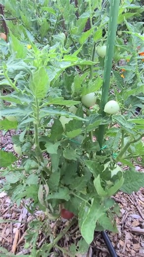 Dwarf Tonya's Bounty Tomato Plant.