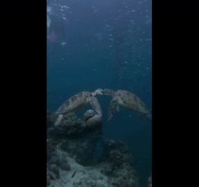 Loved-up sea turtles seen kissing underwater