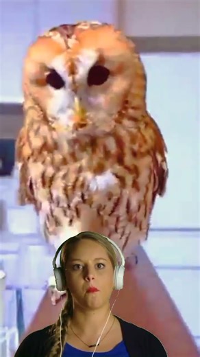 saving an owl trapped under a car