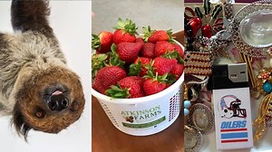 8 fun things to do in Spring