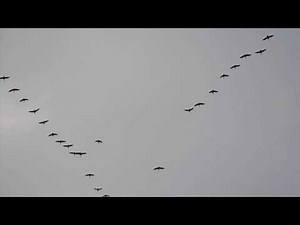 Canada Geese form the Flying V