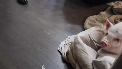 Just Love: Celebrating Piggy Life