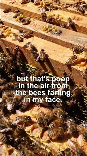 Bee Farts