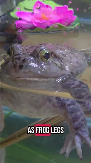 Michigan J Frog's Second Chance