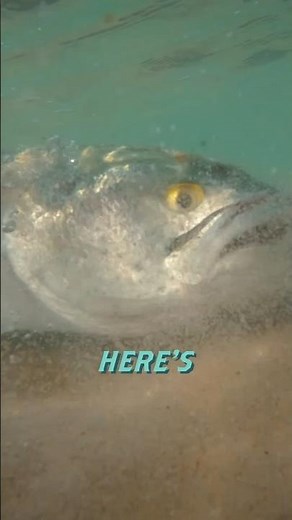 Quick and Easy Bluefish Recipe! #shorts #fishing #cooking