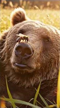 My tutorial on how to become one with the apiary 🐝