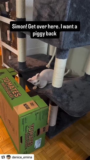 Watching our graduate, #SundaeCurlyPride, settle into his new home has been a dream. Not only is he showing off those signature Devon Rex curls, but he’s already found a soulmate in his big canine brother! As a Devon Rex breeder, nothing makes us happier than seeing our kittens socialized and thriving in multi-pet households. Whether you are looking for a Devon Rex kitten in Canada or the USA, stories like Sundae’s show just how adaptable and loving this unique cat breed truly is. Is there anyth