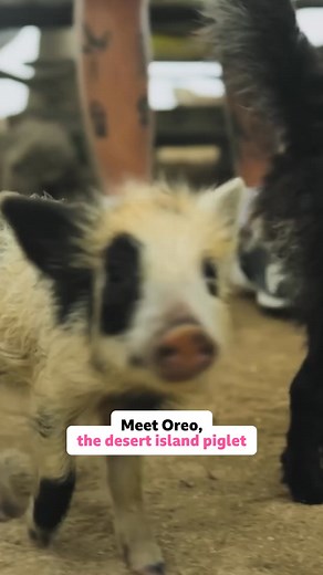 This is now an Oreo stan account 😍 #CelebrityRaceAcrossTheWorld #RomanKemp #HarleymoonKemp Four celebrity pairs, numerous countries, zero VIP treatment. With no phones or flights allowed, famous faces and family pairs take on a race across the world - by any means necessary. | BBC One