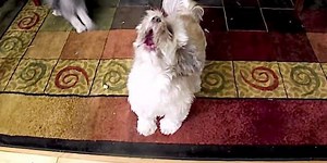 Why Do Some Dogs' Barks Sound Like Blood-Curdling Screams?