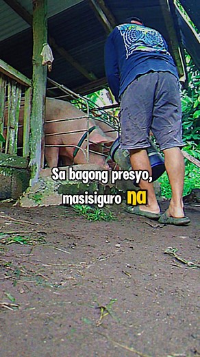 34K views · 702 reactions | Sa tingin ninyo, sa 210 pesos na minimum price ng liveweight. Makakabawi na ba ang mga magbababoy at giginhawa buhay nila? | Naay Baboy | Facebook