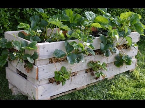How to Make a Better Strawberry Pallet Planter