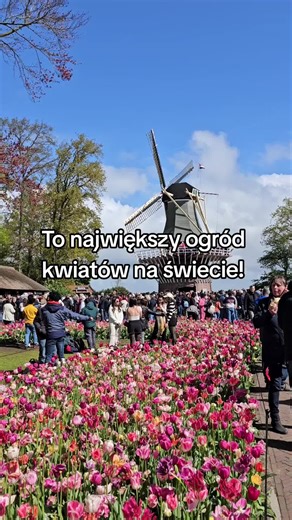 Odwiedź z nami jedno z największy ogród kwiatów na świecie! 🌷 to jedno z najpiękniejszych miejsc na świecie. Od kwietnia do maja park jest ożywiony kolorami milionów tulipanów, które tworzą malownicze kompozycje kwiatowe na tle zielonych trawników 😍 Jak co roku chcemy Was zaprosić w to piękne miejsce. Sprawdźcie nasze oferty: 🌸 Wycieczka do Amsterdamu Festiwal Tulipanów Express 💸 od 619 zł/os. 📅10.04 - 12.04.2026, 24.04 - 26.04.2026 🌸 Wycieczka do Amsterdamu Festiwal Tulipanów z noclegiem 