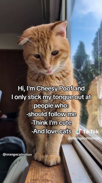 Meet Cheesy Poof: The Cutest Cat on TikTok