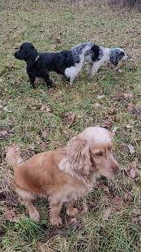 Cockerspaniel wird von Pudel gedeckt.