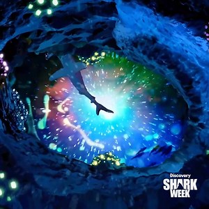30K views · 404 reactions | Have you ever partied with sharks? Now’s your chance during our LIVE Wave Rave: The Shark Week Pregame, this Tuesday at noon et 麗睊 And #SharkWeek starts next SUNDAY at 8p on Discovery! | Shark Week | Facebook