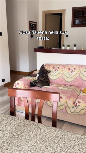 Il re del divano: il bulldog francese che conquista