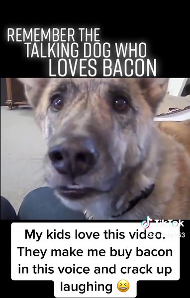 Talking Dog Bacon Video - Funny Animals Talking