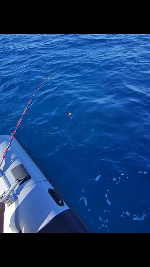 1.1K views · 518 reactions | SPLASH FISHING RING | Guglielmo Palmerio | Facebook