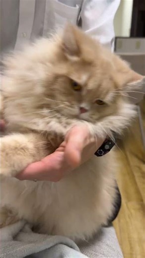 乗り気じゃ無い猫あさり🐈サイベリアン
