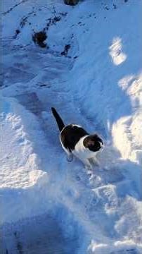 Gretchen is a snow kitty ❄️🐈‍⬛