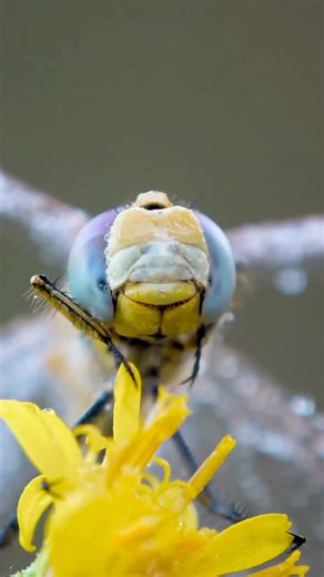 Bio Kali on Instagram: "Libélulas são insetos que pertencem à ordem Odonata e chamam atenção tanto pela beleza quanto pelo papel ecológico! Seu ciclo de vida é dividido em duas fases bem distintas: a ninfa aquática, que vive em lagos, rios e brejos, e o adulto alado (que voa). As ninfas respiram por brânquias internas e são predadoras, alimentando-se de pequenos animais aquáticos. Após a metamorfose, surgem os adultos, com olhos compostos gigantes que garantem visão quase panorâmica e asas indep