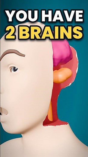 Your Brain Is Secretly Two Organs, Fused Together