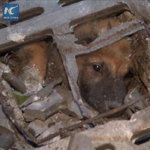 191K views · 451 shares | Heartwarming rescue: A dog alerts his owner about a puppy friend trapped inside a drain in Chongqing, China. | China Xinhua News | Facebook