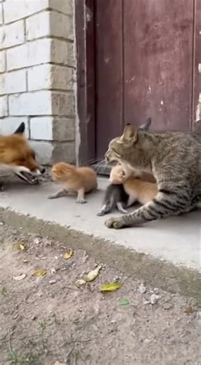 Danger Close: The Mother Cat's Preemptive Strike