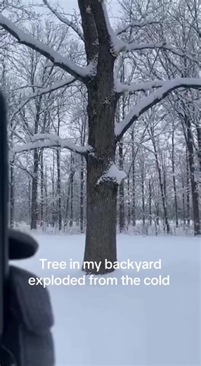 Caught on video: Tree in my backyard exploded from the extreme cold #foryoupage #snow #winter #winterstorm #tree