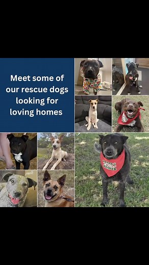 53 reactions · 31 shares | We have several wonderful dogs searching...