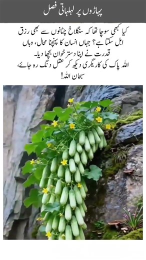 Impossible Nature: Fresh Cucumbers Growing on High Mountain Cliffs! 🥒🏔️ | Nature's Miracle