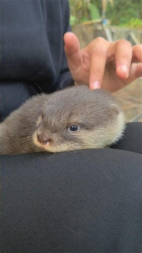 Bersantai di pangkuanku ll Relaxing on my lap #siboni #sibona #otter #animals