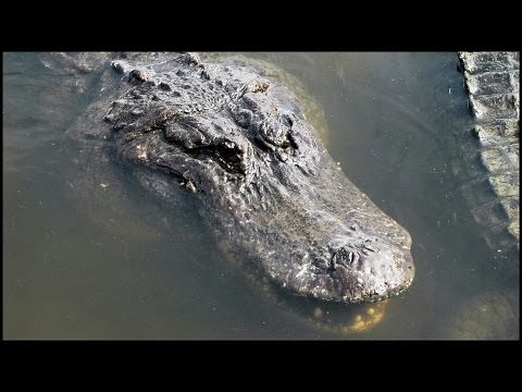 Large American Alligators (Alligator mississippiensis)