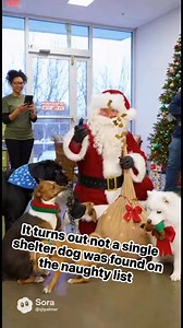 25K views · 1.1K reactions | There are no bad dogs. Only bad humans! | I Support Animal Rescue | Facebook